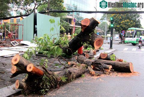 Đến trưa 2/4, nhiều tuyến đường vẫn còn ngổn ngang sau khi cơn bão đi qua. (Ảnh: H.C)