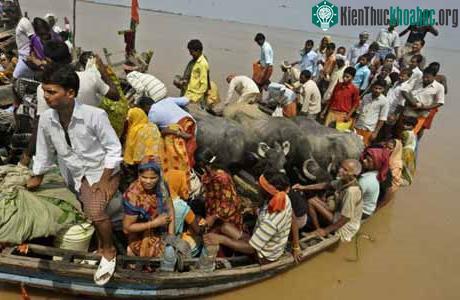 Người dân và trâu trên những chiếc thuyền trong một trận lũ ở ngoại ô thành phố Patna, Ấn Độ vào tháng 9/2011. (Ảnh: AP)