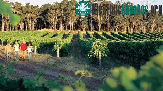 Những cánh đồng nho nổi tiếng ở Margaret River