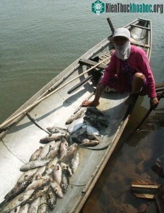 Một xuồng cá mú, cá vẩu mới vớt lên từ lồng đã chết hết