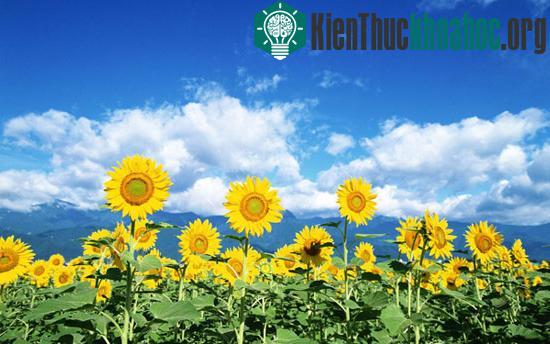 Hướng dương không khử được phóng xạ trong đất