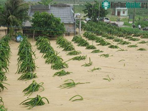 Cát đã vùi lấp nhiều trụ thanh long sắp thu hoạch. (Ảnh: Phapluattp)