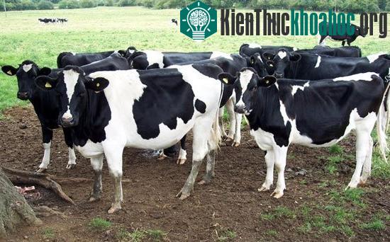 Đo khí metan thải ra từ bò