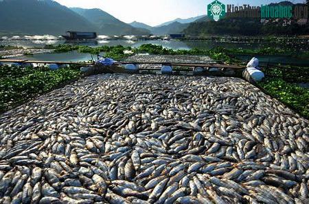 Hàng nghìn con cá chết trắng tại một khu nuôi cá ở huyện Cổ Điền.