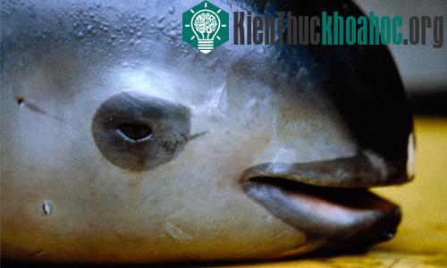 Một con cá heo Vaquita đã chết tại Vịnh Baja California, Mexico. (Ảnh: Reuters)