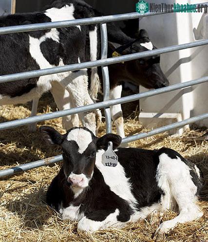 Nuôi bò sữa cũng góp phần làm cho trái đất ấm dần lên