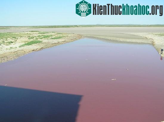 Nước trong hồ OC Fisher, bang Texas chuyển sang màu đỏ do hoạt động của nhóm vi khuẩn Chromatiaceae. Ảnh: Livescience.
