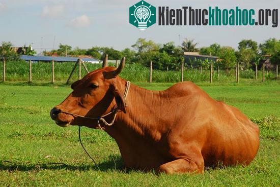 Bò cũng gây ra hiệu ứng nhà kính