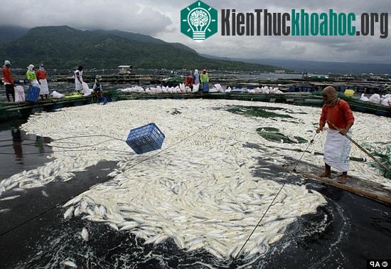 Công nhân vớt bỏ số cá măng chết tại hồ Taal, phía nam Manila, Philippines