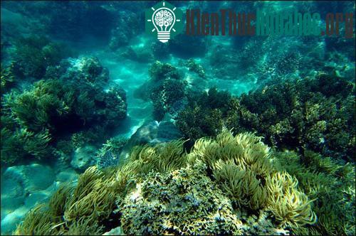 Rạn san hô thuộc Vịnh Nha Trang