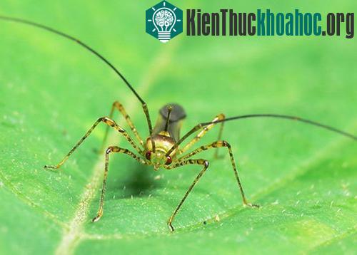 Hợp chất tự nhiên xua côn trùng