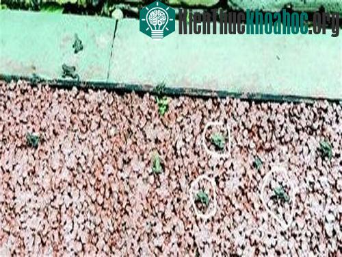 Tứ Xuyên sợ động đất vì ếch “diễu hành” ảnh 0