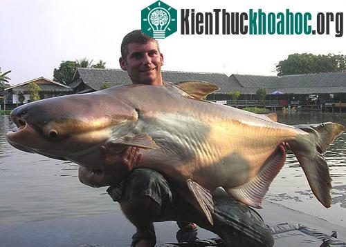 Chưa có quyết định về đập thuỷ điện của Lào ảnh 0