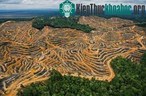 Phá rừng ở Malaysia nhanh gấp 3 lần cả châu Á ảnh 0