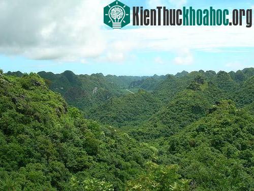 Giải pháp phục hồi rừng ở Vườn quốc gia Cát Bà ảnh 0