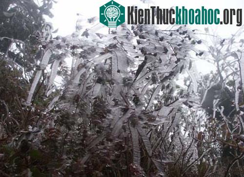 Tại xã Y Tý (Bát Xát, Lào Cai), sáng nay băng giá đã xuất hiện với mật độ dày. (Ảnh: Minh Hải)