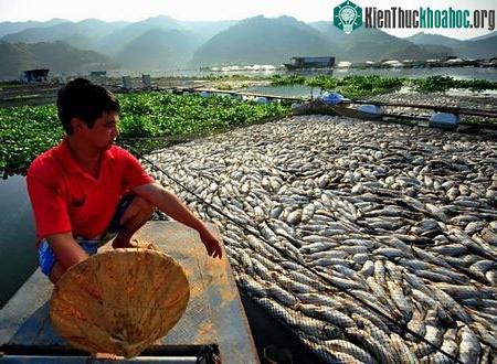 Một người đàn ông xót xa nhìn cảnh cá chết trắng hồ.