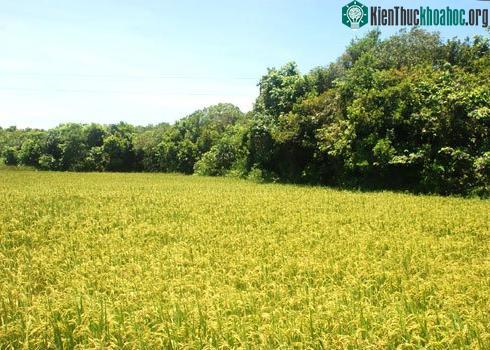 Nhờ rừng Nà tích tụ nguồn nước quanh năm, giữ ẩm cho đồng ruộng nên những cánh đồng lúa ở xã Đức Thạnh luôn bội thu. (Ảnh: Trí Tín)