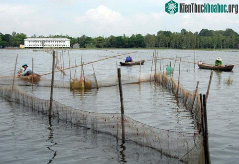 Lũ miền Tây lên nhanh có nơi sắp đạt báo động 2 uy hiếp ruộng lúa, hoa màu nhưng mang lại cá tôm cho ngư dân. (Ảnh: Thiên Phước)