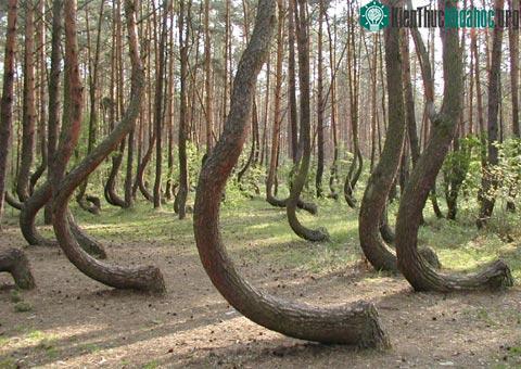 “Khu rừng cong” huyền bí ở Ba Lan