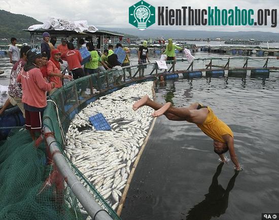 800 tấn cá măng chết bí ẩn