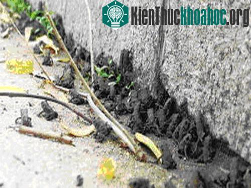 Tứ Xuyên sợ động đất vì ếch “diễu hành” ảnh 1