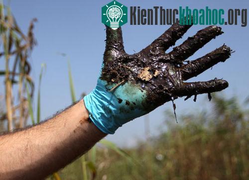 Vịnh Mexico: Một năm sau thảm họa tràn dầu ảnh 11