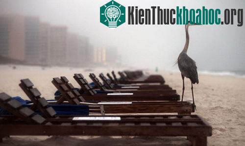 Vịnh Mexico: Một năm sau thảm họa tràn dầu ảnh 14