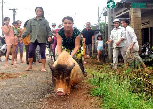 Cứ ngỡ nước lũ đã cuốn trôi hết đàn gia súc, sáng nay, bà Bùi Thị Kim Chín ở thôn Phước Mỹ, xã Đức Hòa, huyện Mộ Đức (Quảng Ngãi) vui mừng tìm được con lợn nái giống còn sống sót. (Ảnh: Trí Tín)