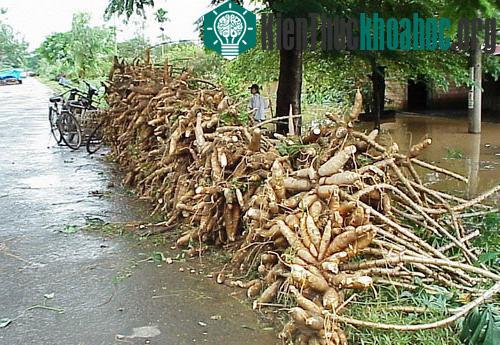 Thu hoạch mì (sắn) chạy lũ