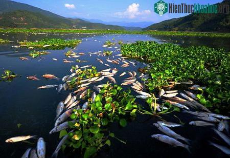 Hiện chưa rõ nguyên nhân của hiện tượng trên.