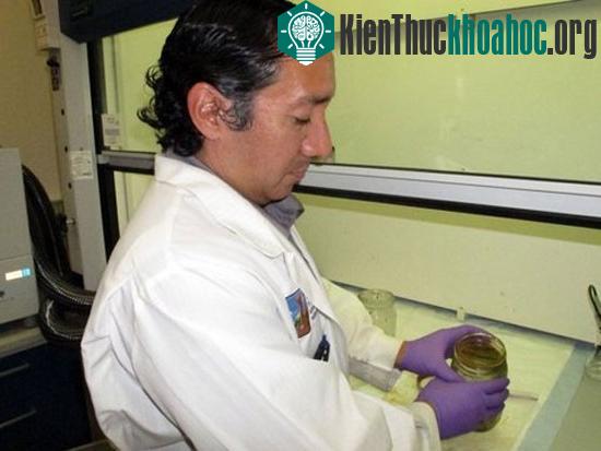 Mẫu chất màu cam đang được Emmanuel Hignutt thuộc Sở Bảo tồn môi trường ở Anchorage, Alaska kiểm tra (Ảnh: AP)