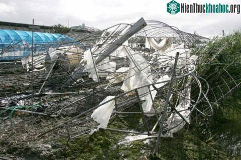 Nhân viên nhà máy điện lực Okinawa kiểm tra các cột điện bị lật đổ sau cơn bão