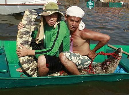 Hiện chưa có thông báo về việc cá sấu xổng chuồng gây hại cho con người.