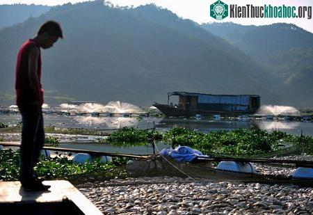 Những người nuôi cá cho rằng các chất ô nhiễm thải ra từ các doanh nghiệp gần đó có thể là nguyên nhân.