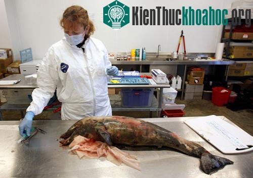 Vịnh Mexico: Một năm sau thảm họa tràn dầu ảnh 3