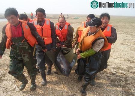 Cá heo rơi nước mắt vì trời hạn hán