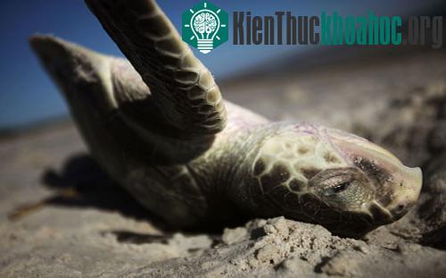 Vịnh Mexico: Một năm sau thảm họa tràn dầu ảnh 4