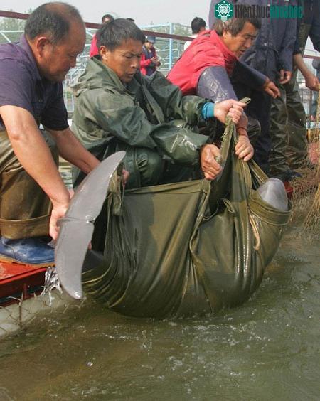 Cá heo rơi nước mắt vì trời hạn hán