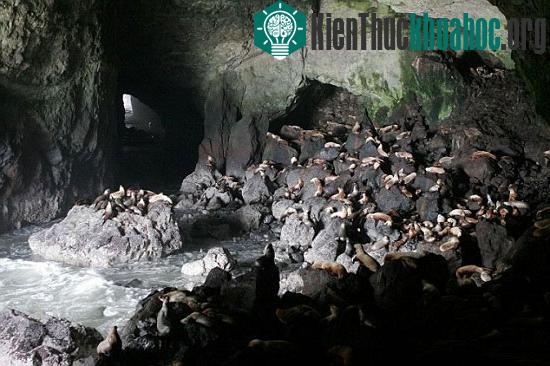 “Hang sử tử biển” nằm cách phía Bắc Florence 11 dặm trên bờ biển Oregon, là nơi sinh sống của nhiều sinh vật biển trong đó có sư tử biển