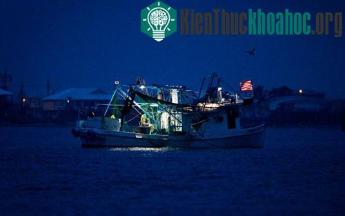 Vịnh Mexico: Một năm sau thảm họa tràn dầu ảnh 7