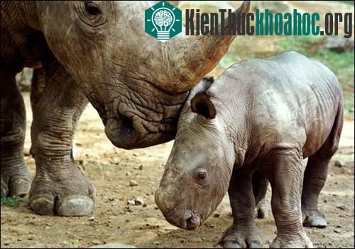 Tê giác có nguy cơ tuyệt chủng cao nhất ảnh 0
