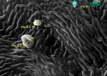 Lá cây chỉ thị mức ô nhiễm ảnh 0