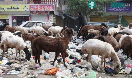Không còn lợn, Cairo ngập trong rác ảnh 0