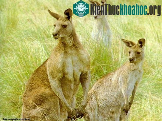 Ăn thịt Kangaroo góp phần làm giảm lượng khí thải ảnh 0