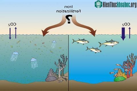 'Bón phân' cho biển Việt Nam? ảnh 0