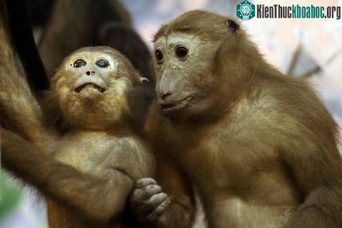 Thảm trạng của các loài linh trưởng Việt Nam ảnh 0