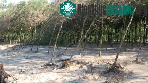 Thanh Hóa: biển Sầm Sơn xâm thực mạnh vào đất liền ảnh 1