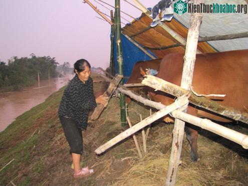 Cuộc sống khốn cùng trên bờ đê chạy lũ ảnh 1