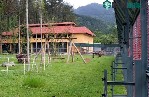Khu bán hoang dã đầu tiên dành cho gấu ở Việt Nam ảnh 1